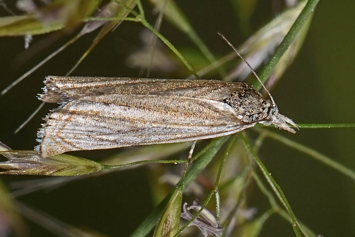 Crambidae N 4 - Crambus lathoniellus